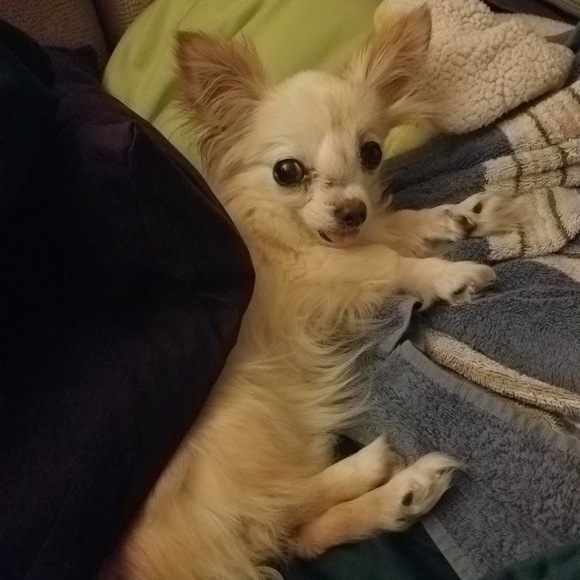 Meet your Posh Ambassador, Brandy - Picture 7 of 8